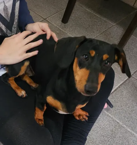 Salsicha 6 meses vacinado e vermifugado 