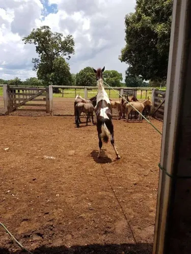 FAZENDA DE 7842 HECTARES PARA CRIA E RECRIA DE GADO EM Britânia, GO