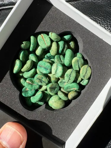 Sementes café arábica cultivar Arara
