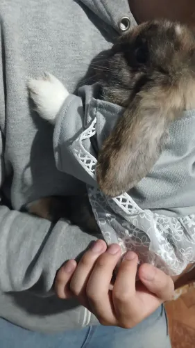 Coelha mini lop 