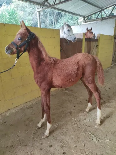 Potro puro sangue, só mil reais a vista!!!