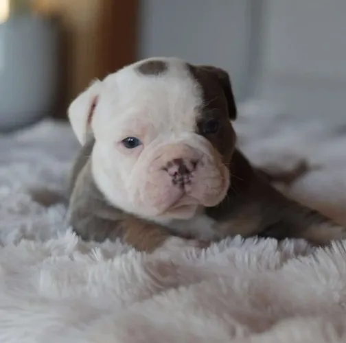 Bulldog francês adorável