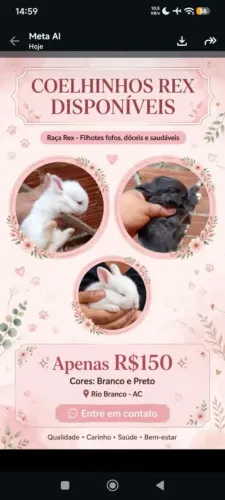 Coelhos