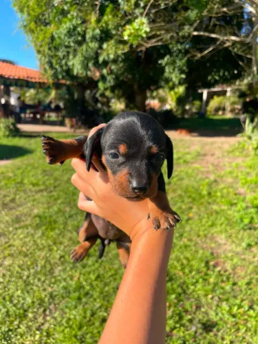 vende-se cachorros Salsichas