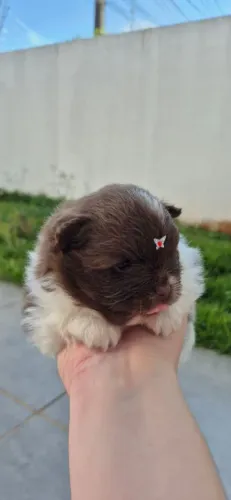 Spitz alemão