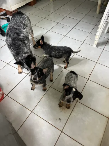 Filhotes de Blue Heeler