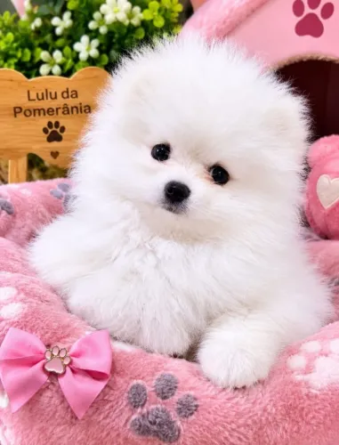 Lulu da pomerânia/spitz Alemão/otima genética 