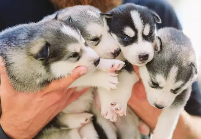 Husky Siberiano Filhote Para Quem Ama Cães Cheios de Personalidade