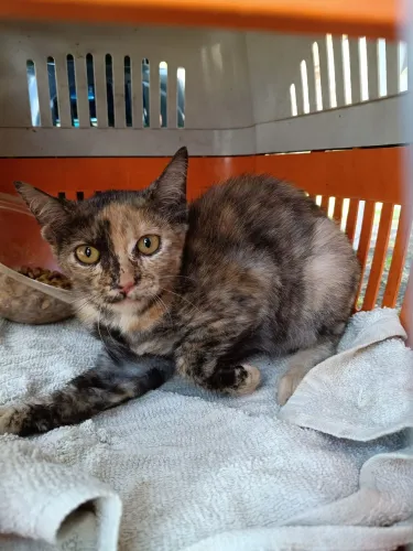 Gata
