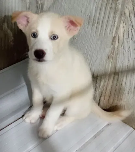 Husky seberiano ótimo padrão raça pura !!