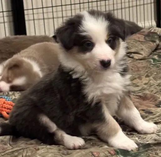 Filhotes de Border Collie | Filhotes super tranquilos!
