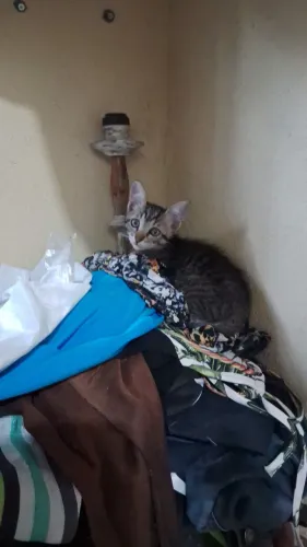 Gatos filhotes de 2 meses
