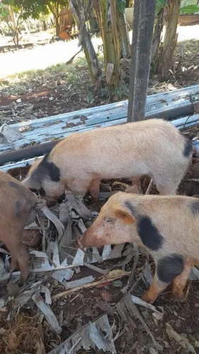 Vende se porcos buscar em Luziânia