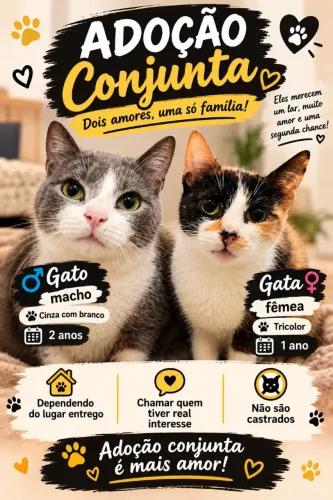 Doação gato macho e gata fêmea