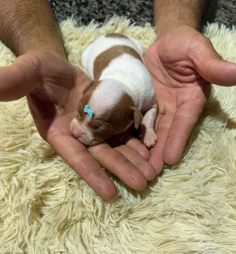 Pinscher zero