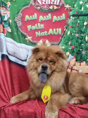 Doando um Chow Chow