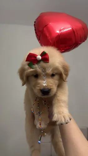 Filhote de Golden fêmea