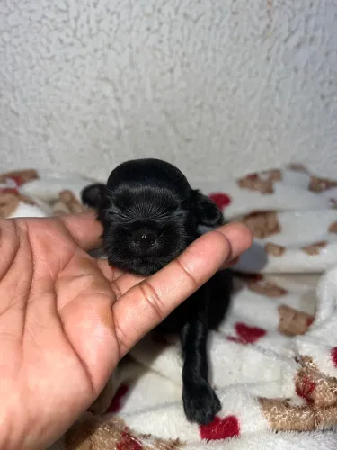 Vende-se filhote de shih tzu macho