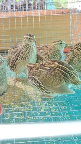 Codornas Gigante adultas (venda acima de 5 unidades)