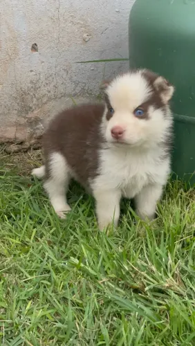 Husky filhote