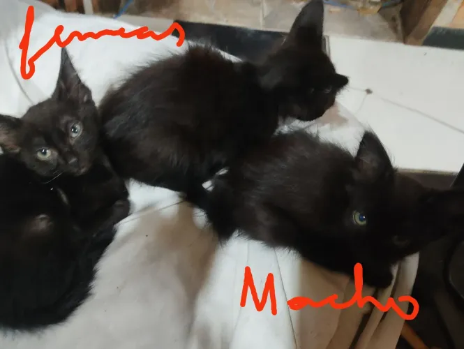 Doação de  gatinhos Angorá 