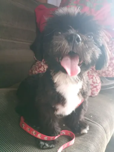 Cachorro da raça Shitzu macho 
