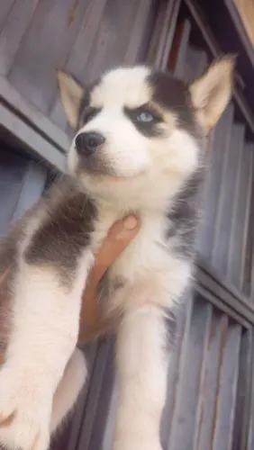 Vendo filhote husck siberianos 1.000