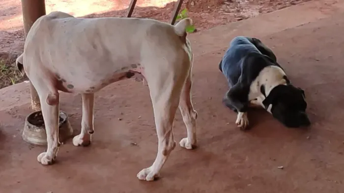 Cão adulto da raça boxer. Doação responsável.