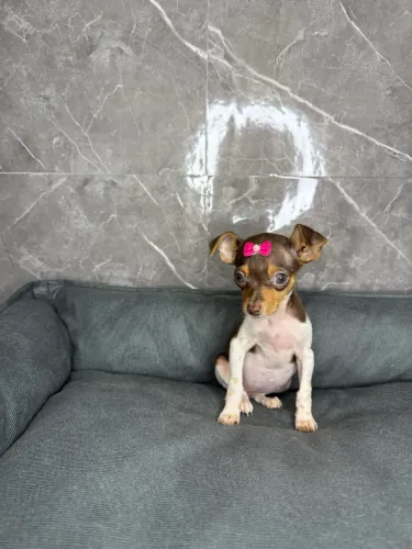 Pinscher N0