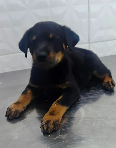 Rottweiler
