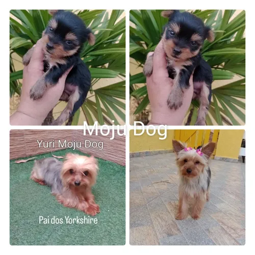 Yorkshire Micro, macho, em 10x no cartão, entregamos abc e sp