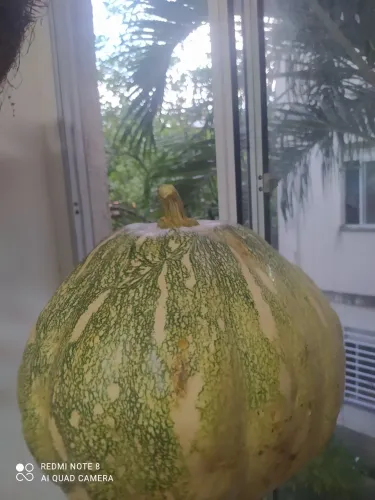 Vendo 23 abóboras variedade Maranhão