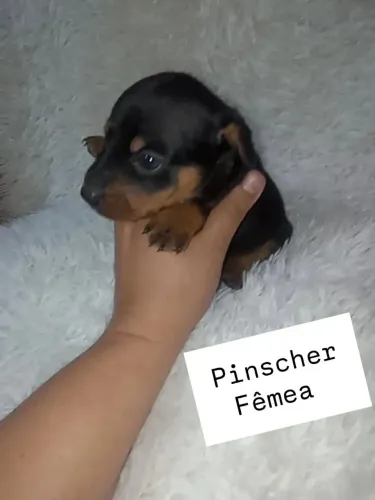 Pinscher miniatura fêmea