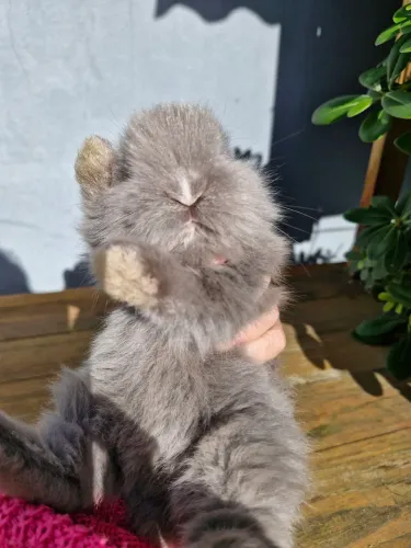 Coelho mini lion