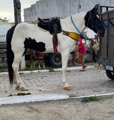 Vendo cavalo Mangolino