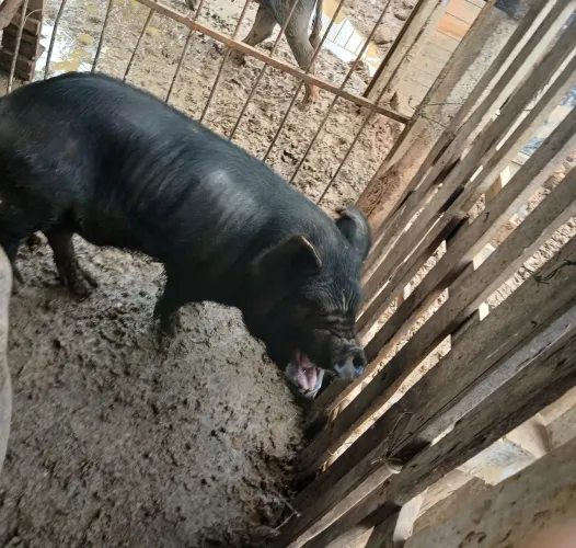 Porcos 