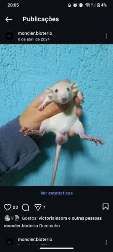 Ratos Twister pet disponíveis 