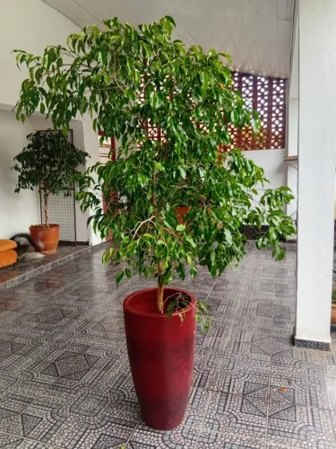 Planta Ficus benjamina