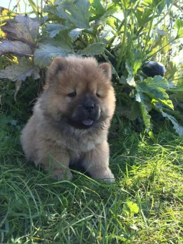 Chow chow lindo e saudavel