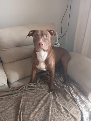 Doa-se Pitbull 
