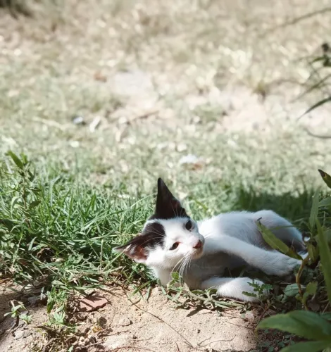 DOAÇÃO GATO