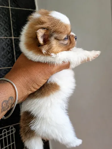 Cachorro
