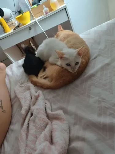 Gatos para adoção