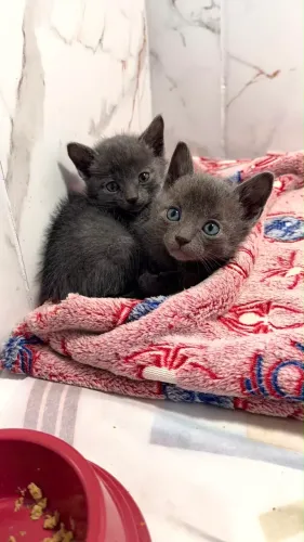 Lindos filhotes russian Blue macho