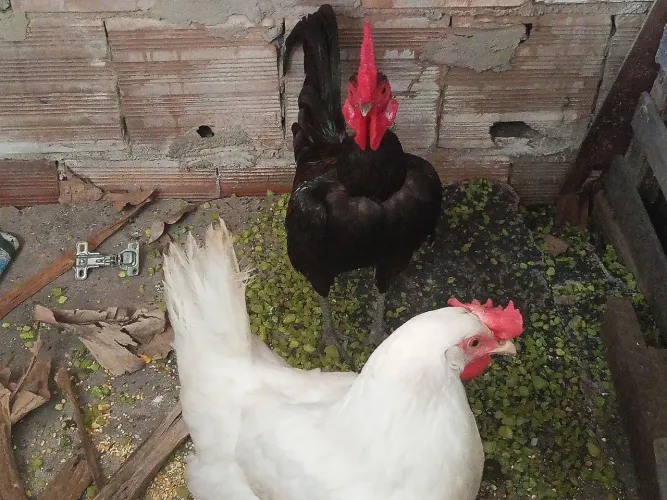 Casal de garnisé 