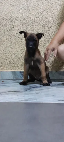 Vendo casal de pastor malinoar