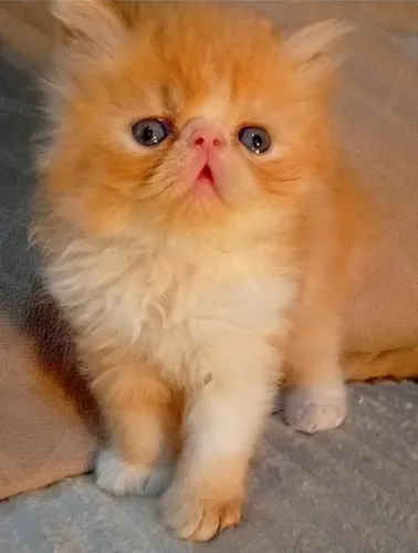 Filhote de gato persa 