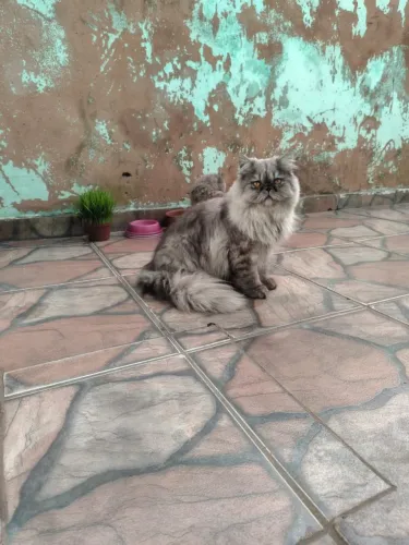 Persa macho com 11 meses 
