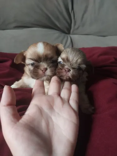 Shih tzu