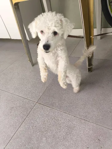 Doação de doguinho.